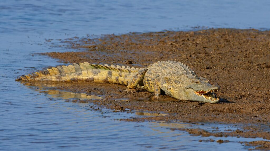 Nile crocodile basking on land, Kruger National Park, South Africa