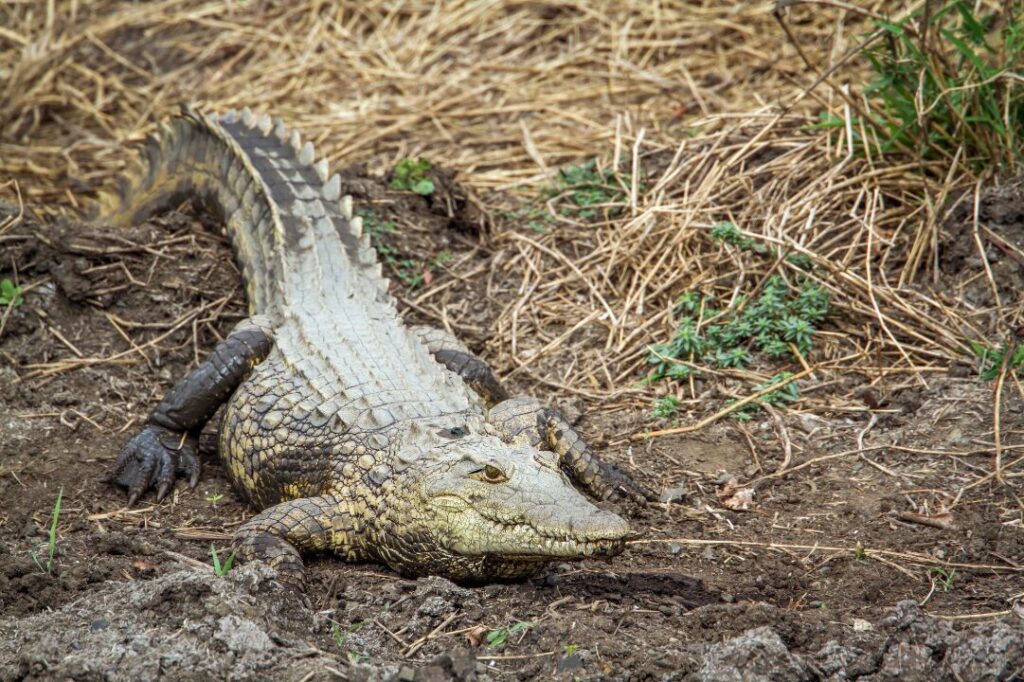 Nile crocodile in Kruger National park, South Africa
