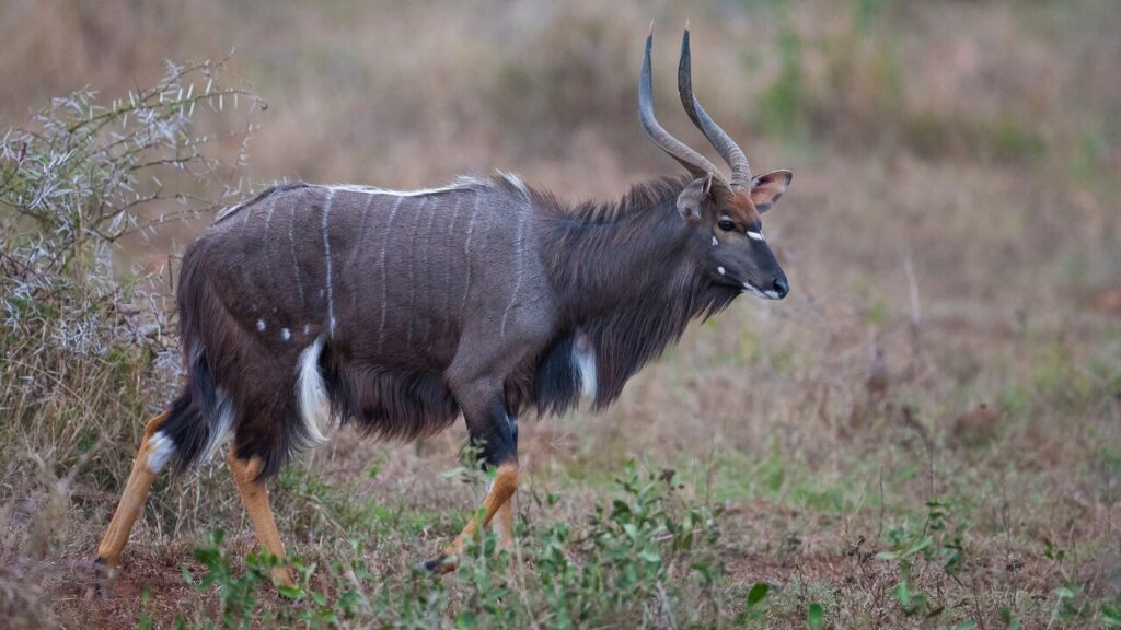 Nyala 1