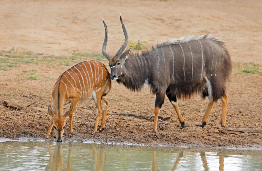Nyala 2