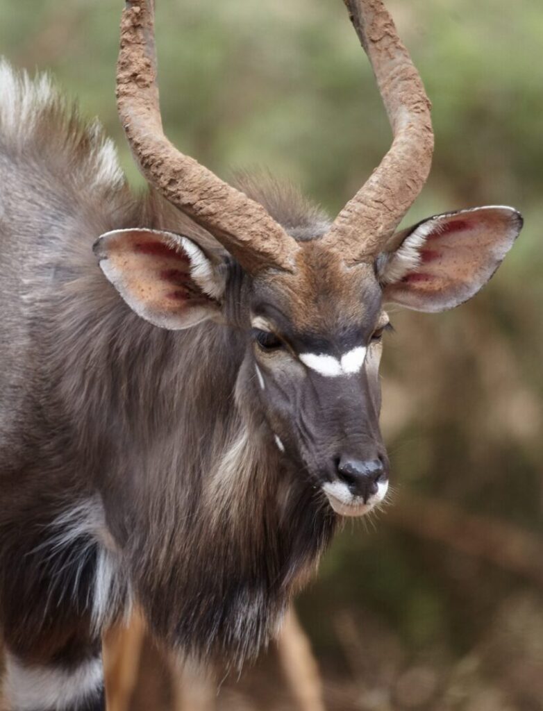 Nyala 3