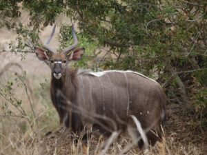 Nyala Sabi Sand Game Reserve, South Africa