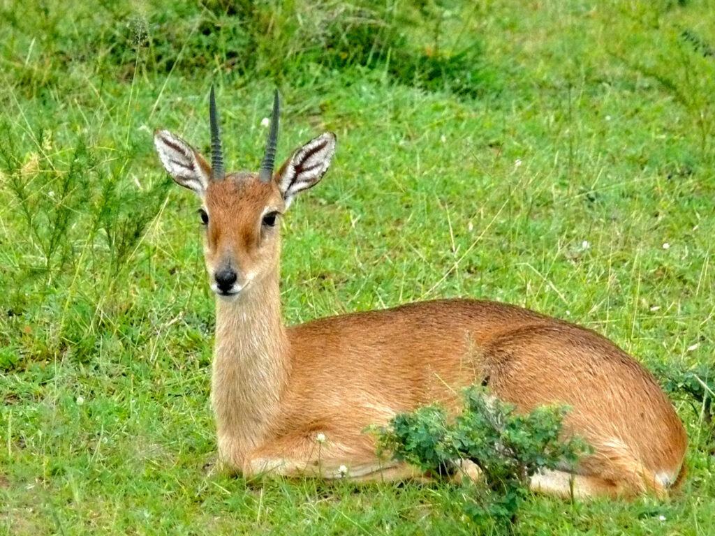 Oribi 1
