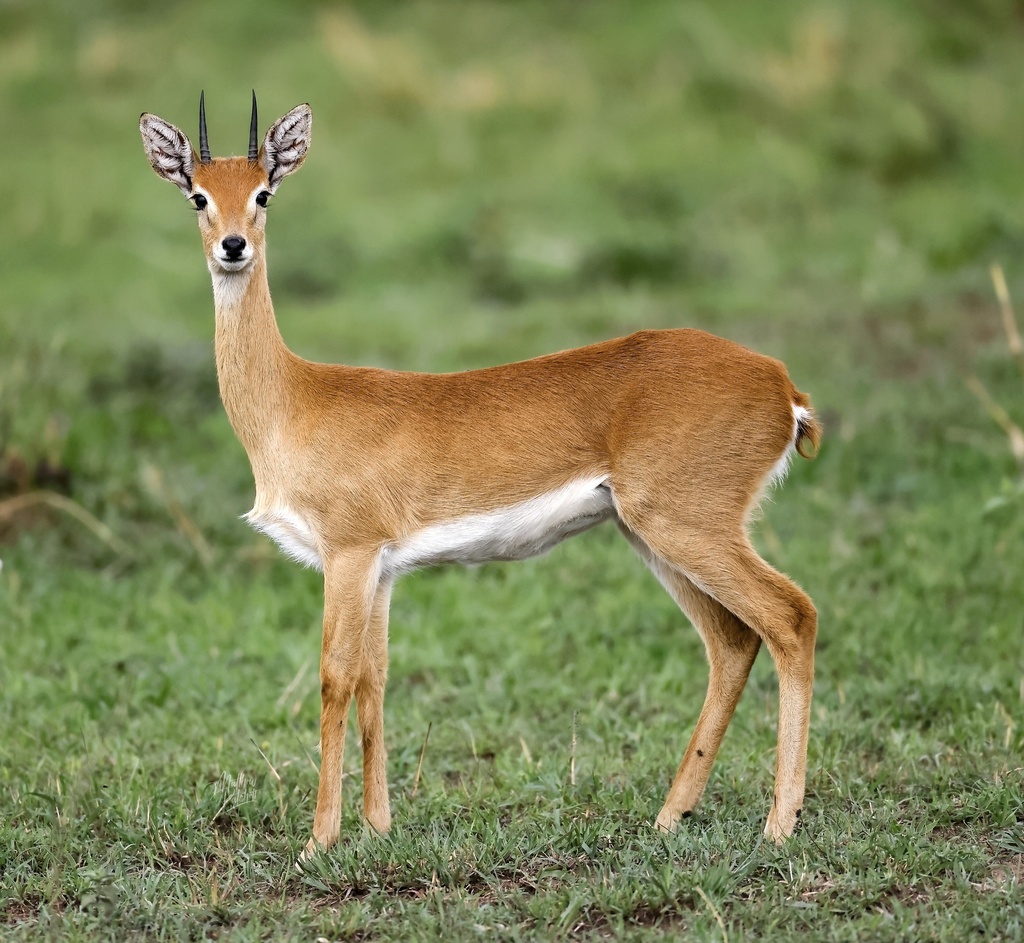 Oribi 2