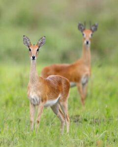 Oribi 3