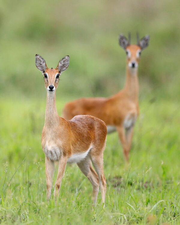 Oribi 3