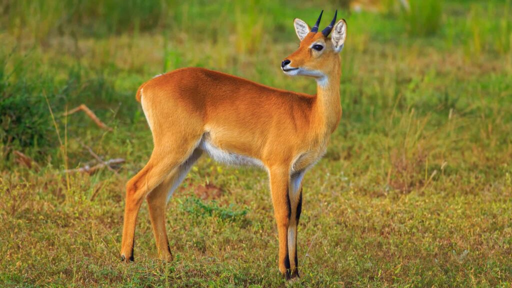 Oribi 4