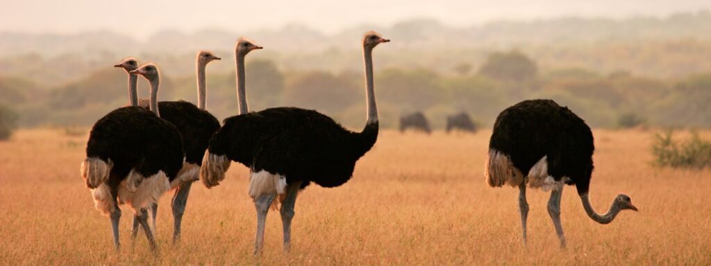 Ostrich Volstruis