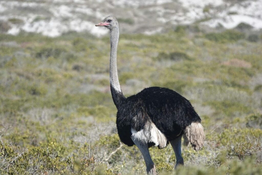 Ostrich in South African Grassland Habitat