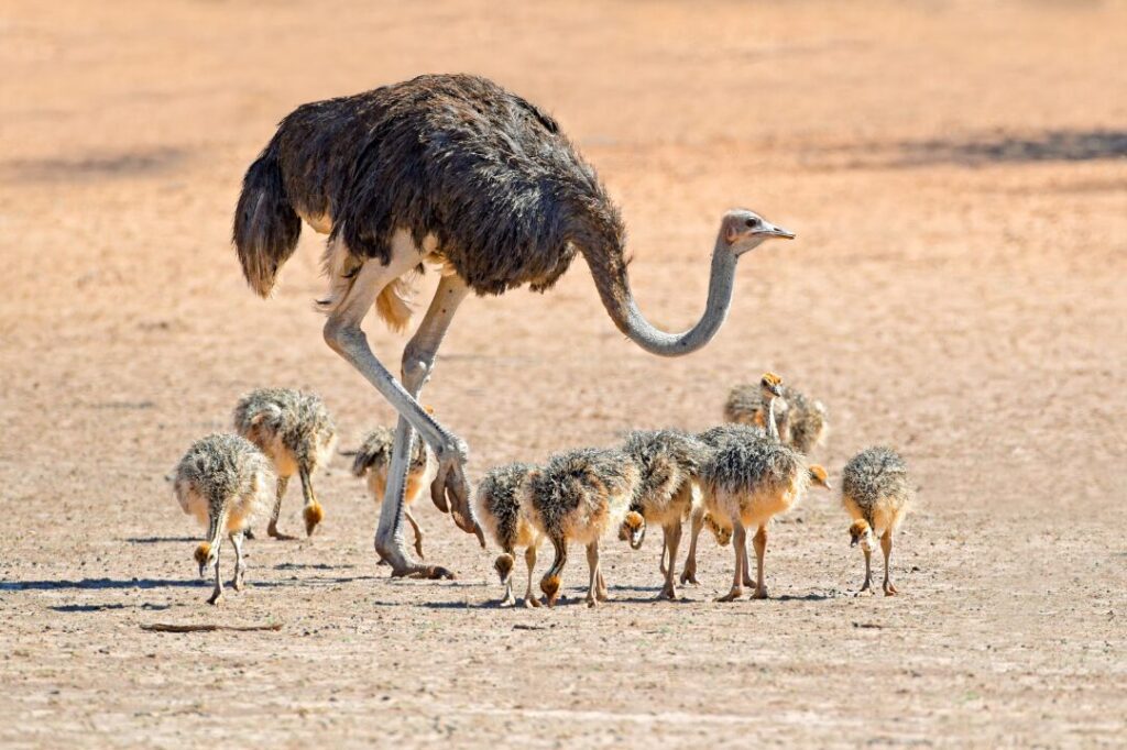 Ostrich with Chicks