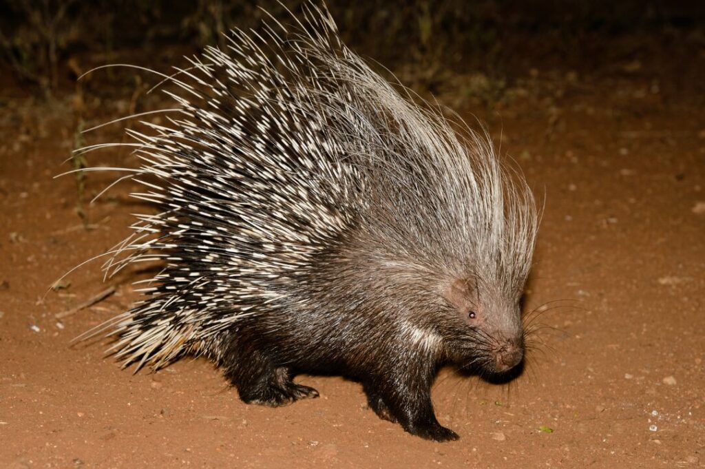 Porcupine 1