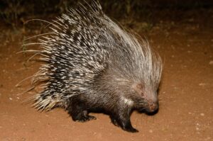 Porcupine 1
