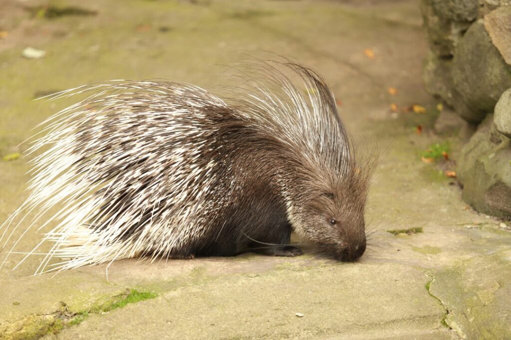 Porcupine 2