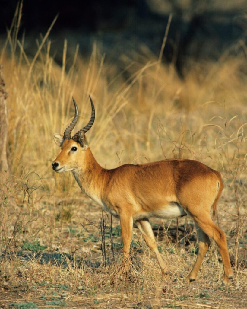 Puku male at first light, Africa