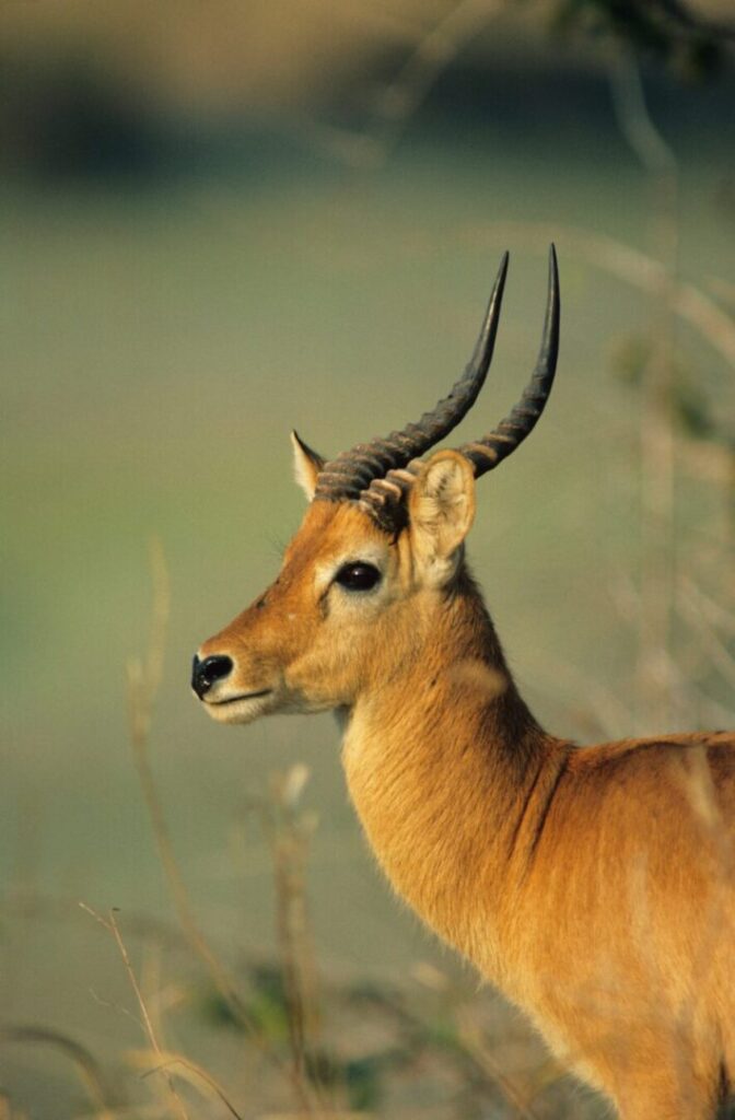 Puku male, headshot, Africa