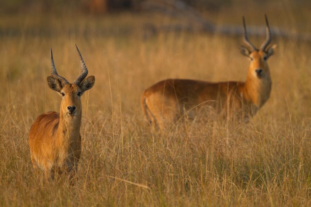 Puku males (Kobus vardonii)