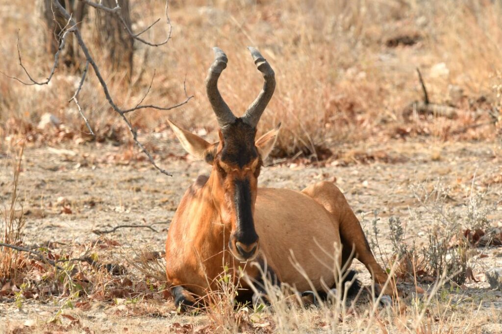 Red Hartebeest 1