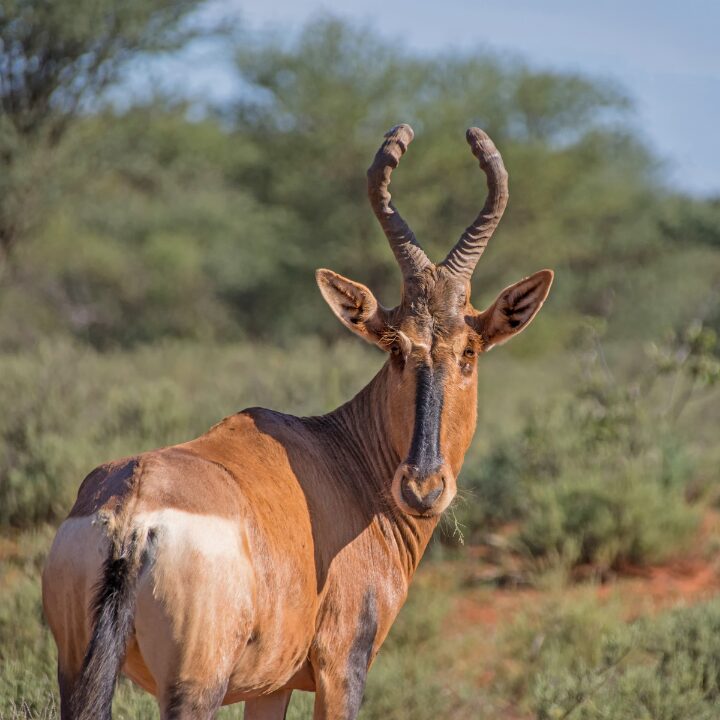 Red Hartebeest 2