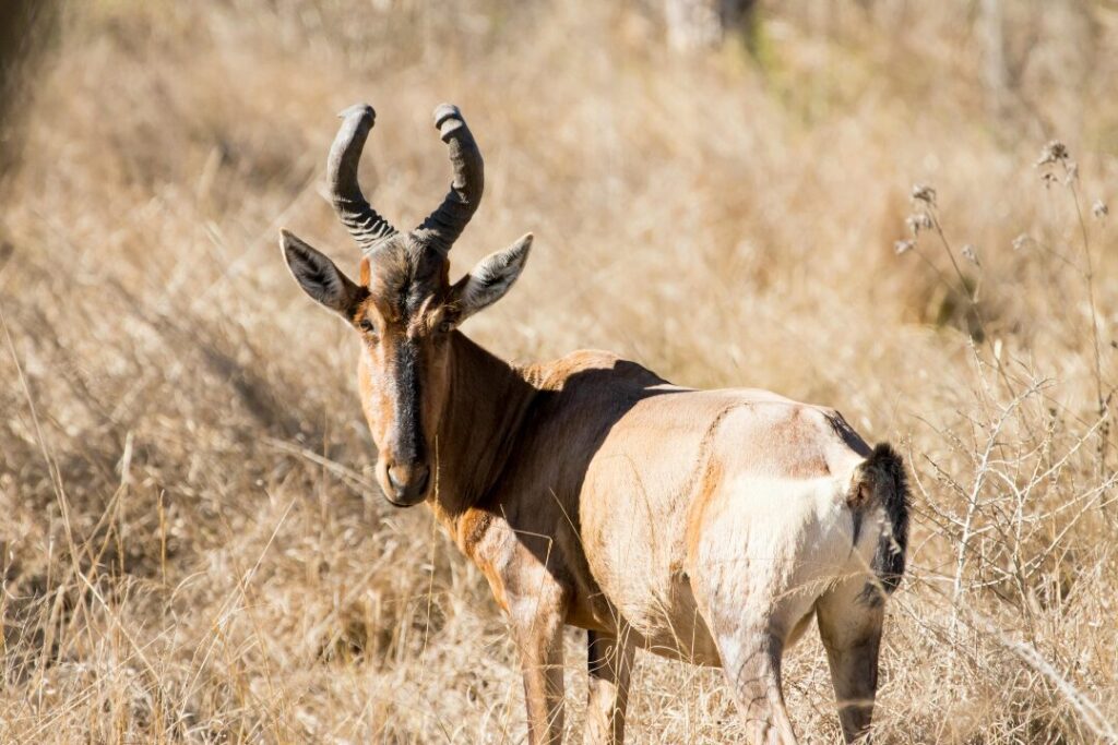 Red Hartebeest in Natural Habitat