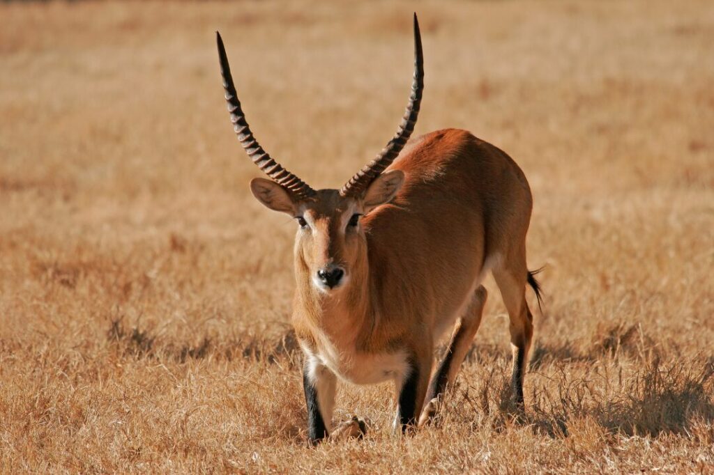 Red lechwe antelope