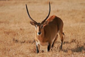 Red lechwe antelope