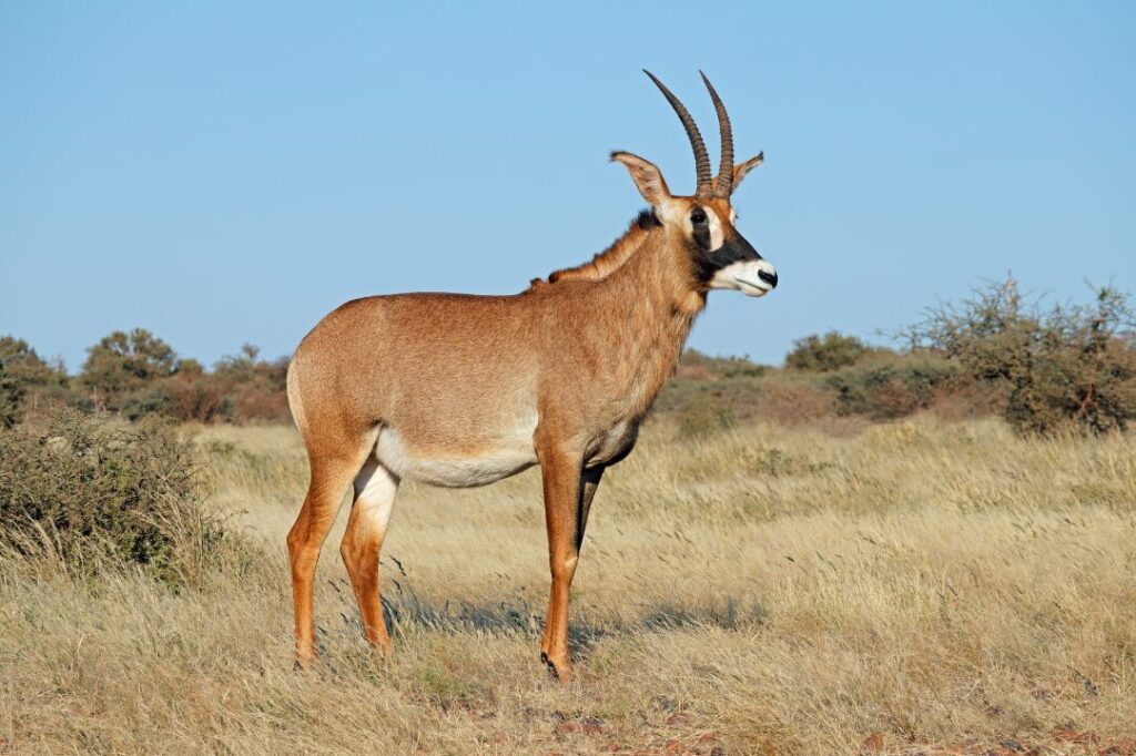 Roan antelope in natural habitat, South Africa 1