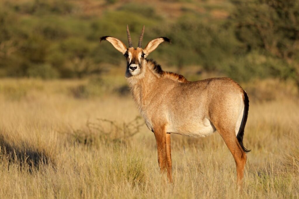 Roan antelope in natural habitat, South Africa 2