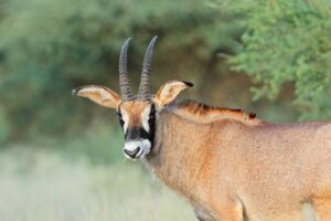 Roan antelope in natural habitat, South Africa 3