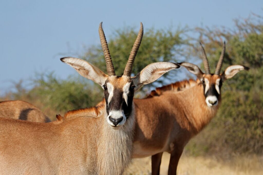 Roan antelope portrait, South Africa