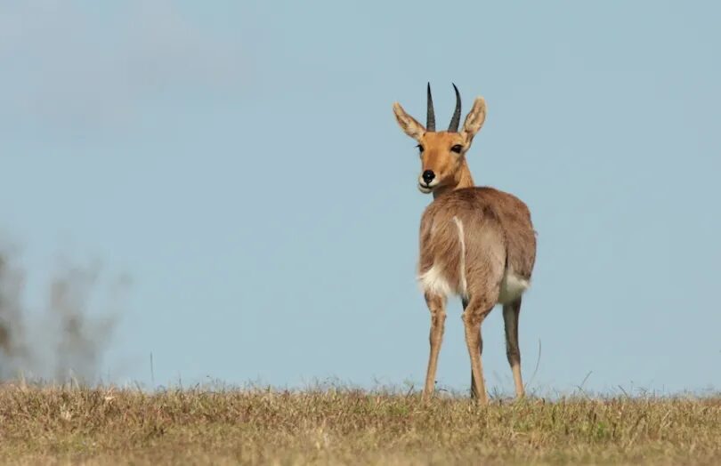 Rooiribbok 1