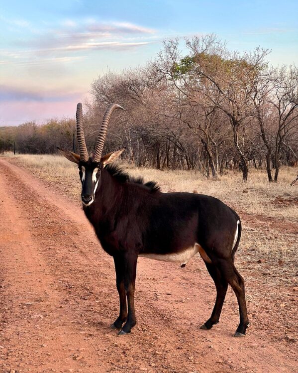 Sable Antelope Swartwitpens 1