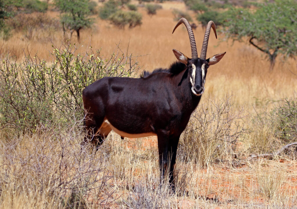 Sable Antelope Swartwitpens 2