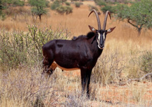 Sable Antelope Swartwitpens 2