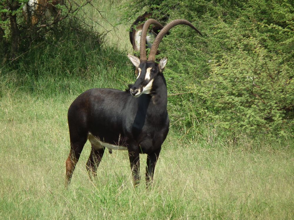 Sable Antelope Swartwitpens 3