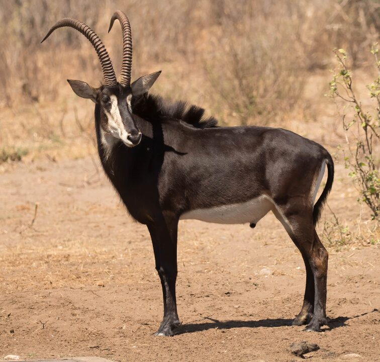 Sable Antelope Swartwitpens 4