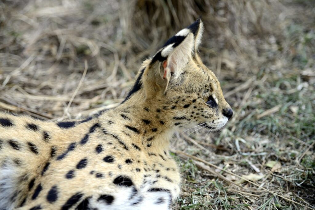 Serval Tierboskat 1
