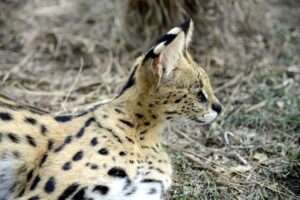 Serval Tierboskat 1