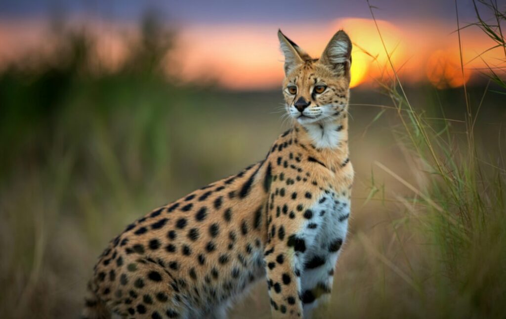 Serval Tierboskat 2
