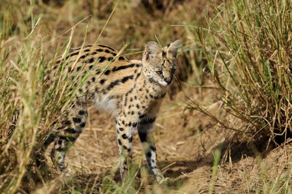 Serval Tierboskat 3