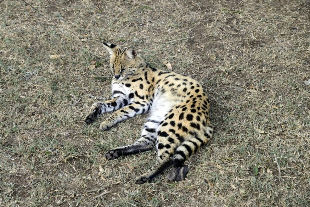 Serval Tierboskat 4
