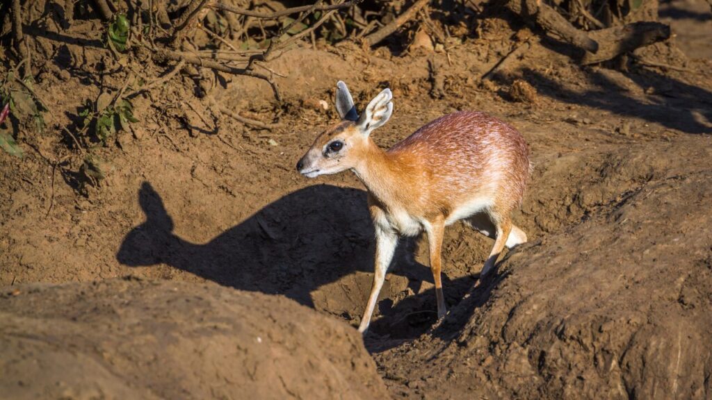 Sharpe grysbok in Kruger National park, South Africa