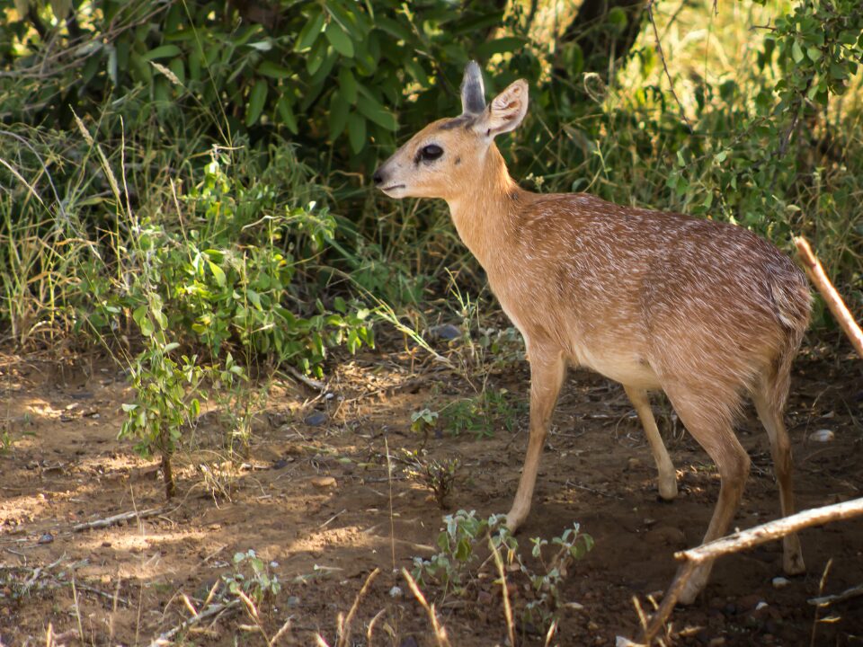 Sharpe’s Grysbok 1