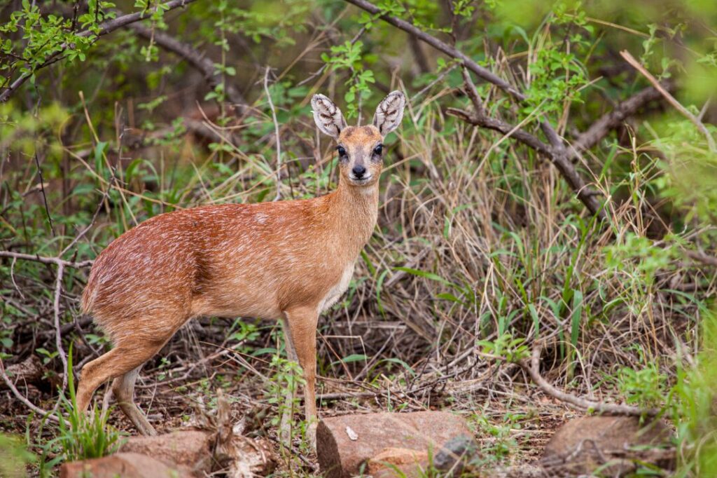 Sharpe's Grysbok standing in the bush in Kruger Park, South Africa