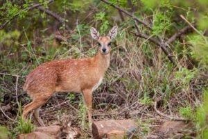Sharpe's Grysbok standing in the bush in Kruger Park, South Africa