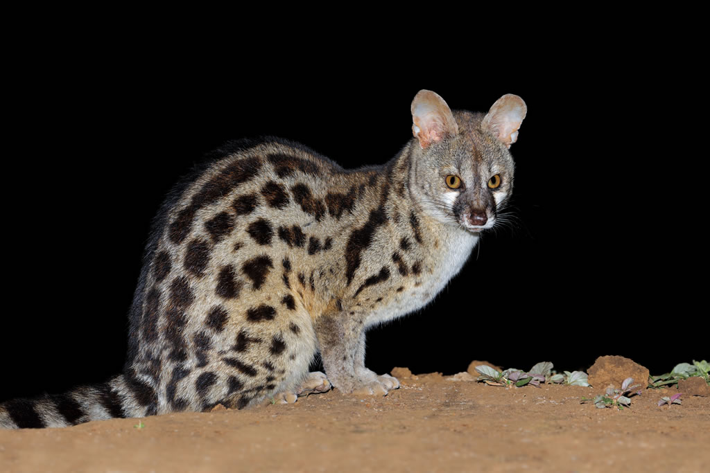Small Spotted Genet 1