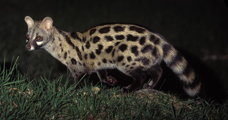 Small Spotted Genet 2