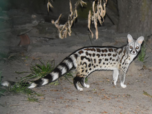 Small Spotted Genet 3