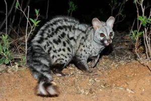Small Spotted Genet 4