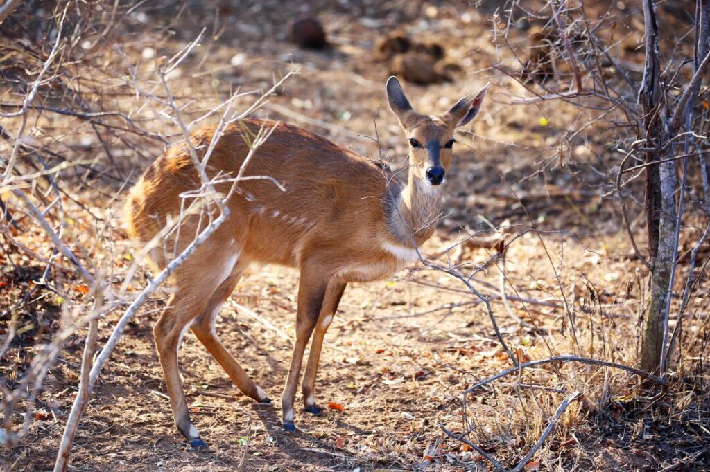 South Africa Bushbuck in Kruger National Park