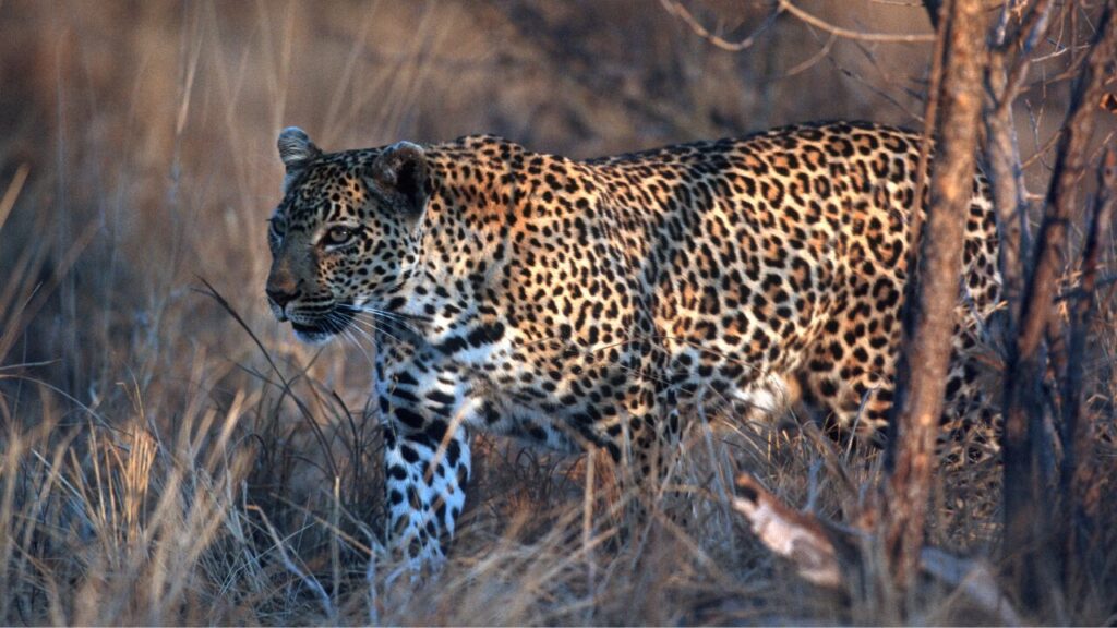 South Africa, Leopard
